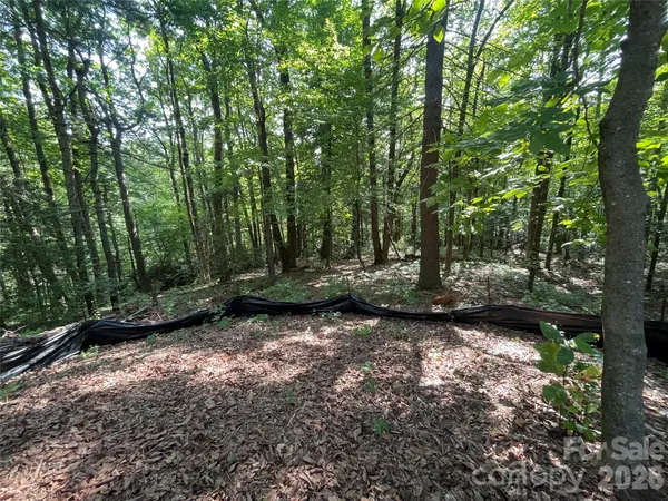 a view of a forest with trees in the background