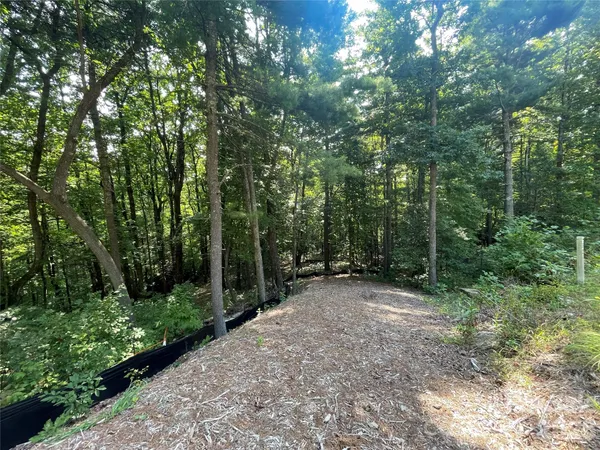 a view of a forest with trees in the background