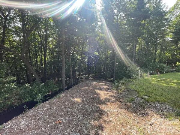 a view of a forest with trees