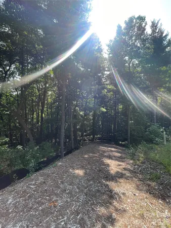 a view of a forest