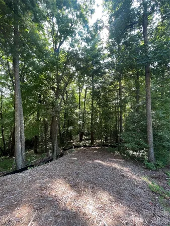 a view of a forest with trees in the background