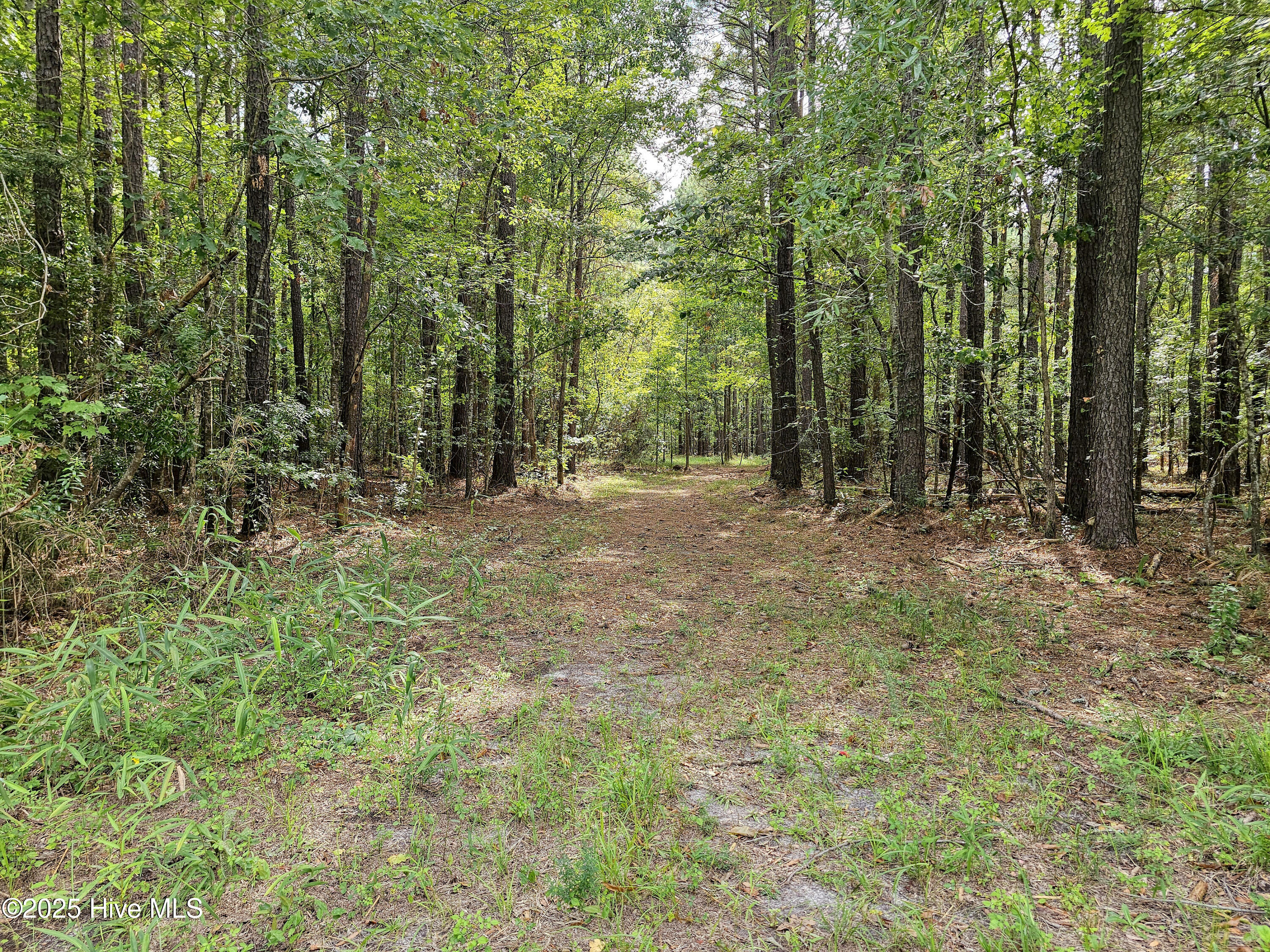 Lot 77 Mcgowan Road Bath, NC 27808 - Photo 4 of 16 20250908_152111b