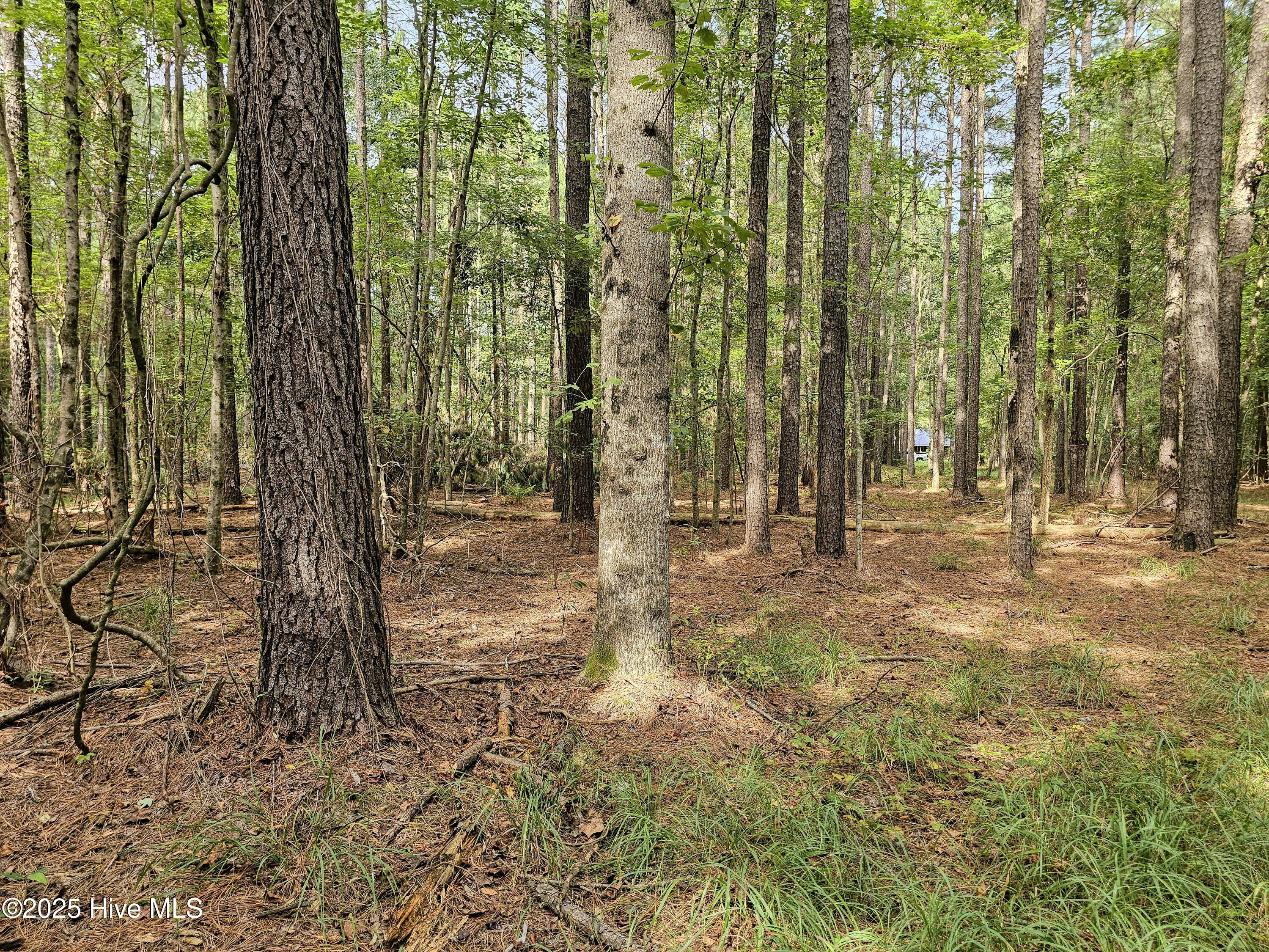 Lot 77 Mcgowan Road Bath, NC 27808 - Photo 6 of 16 20250908_153134b