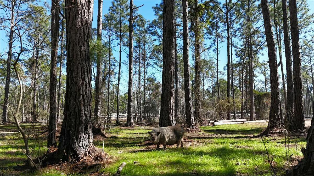 902 Clearview Street Milton, FL 32583 - Photo 4 of 69 tempImageND3Hl3