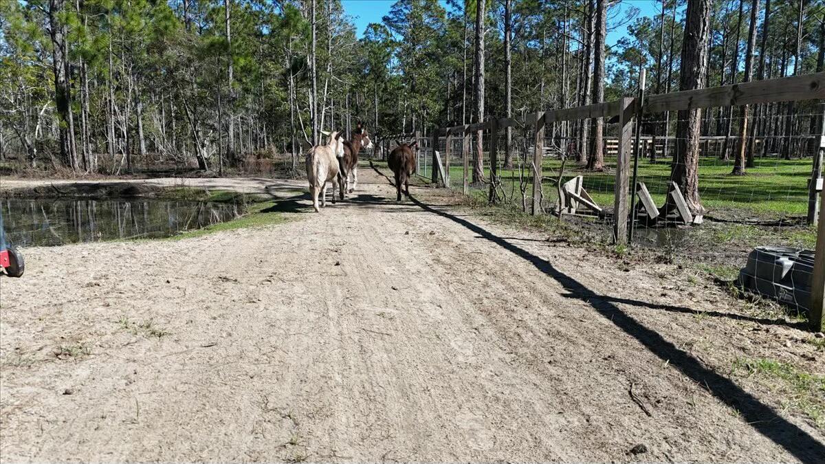 902 Clearview Street Milton, FL 32583 - Photo 59 of 69 tempImage2MuFR5