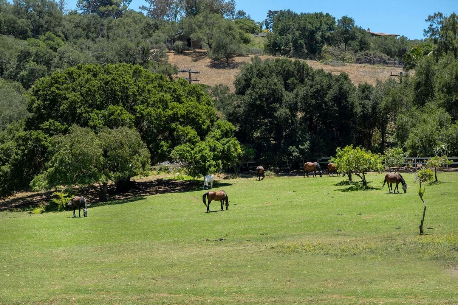 7110 Gobernador Canyon Road Carpinteria, CA 93013 - Photo 10 of 10 Horses & Beatiful Setting