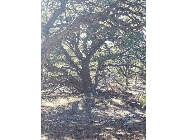 a picture of tree