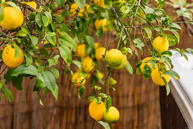 a view of a swimming pool with a lawn chairs under palm trees