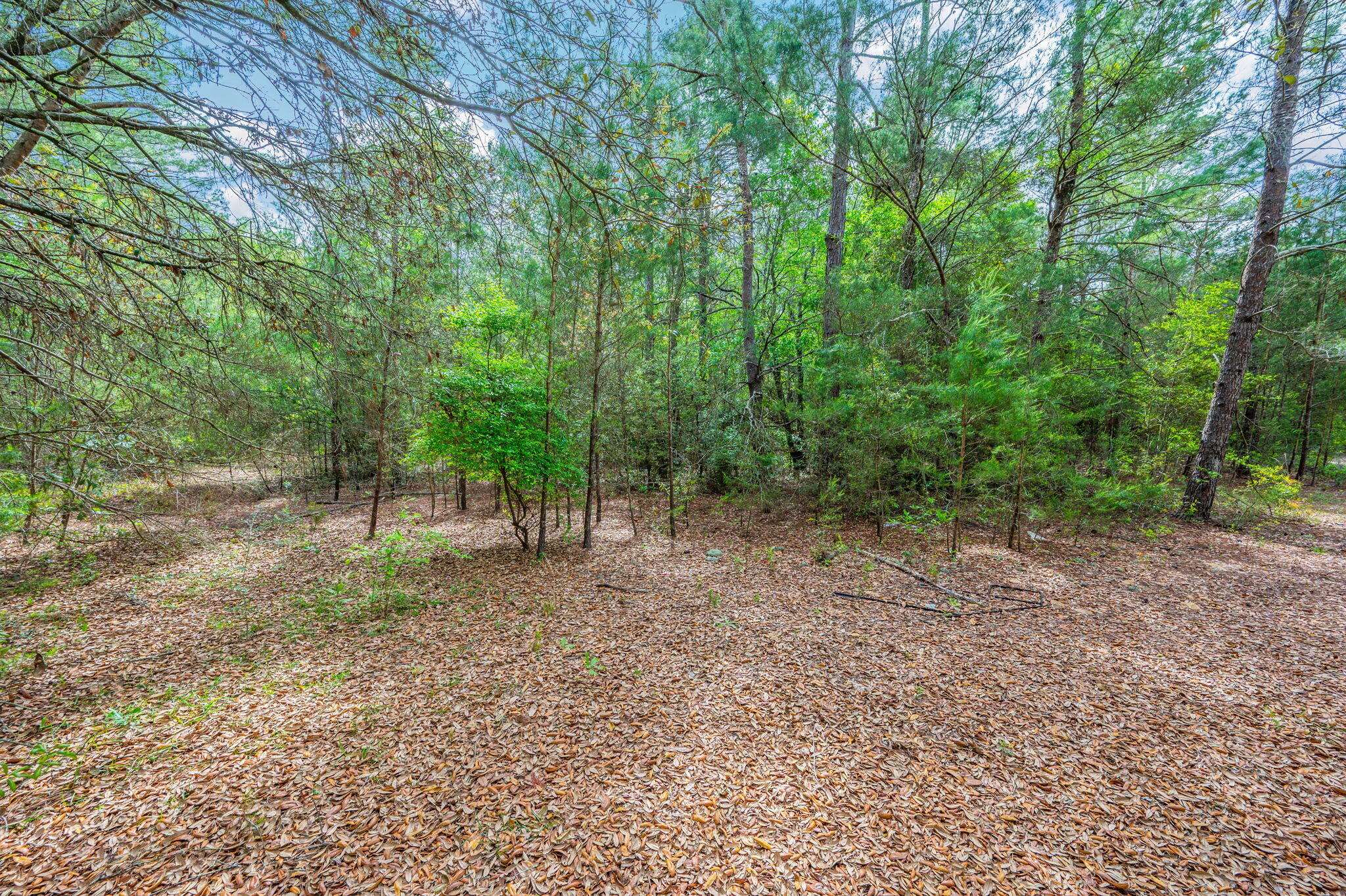 7765 Highway 331 DeFuniak Springs, FL 32435 - Photo 15 of 18 a view of a forest with trees in the background
