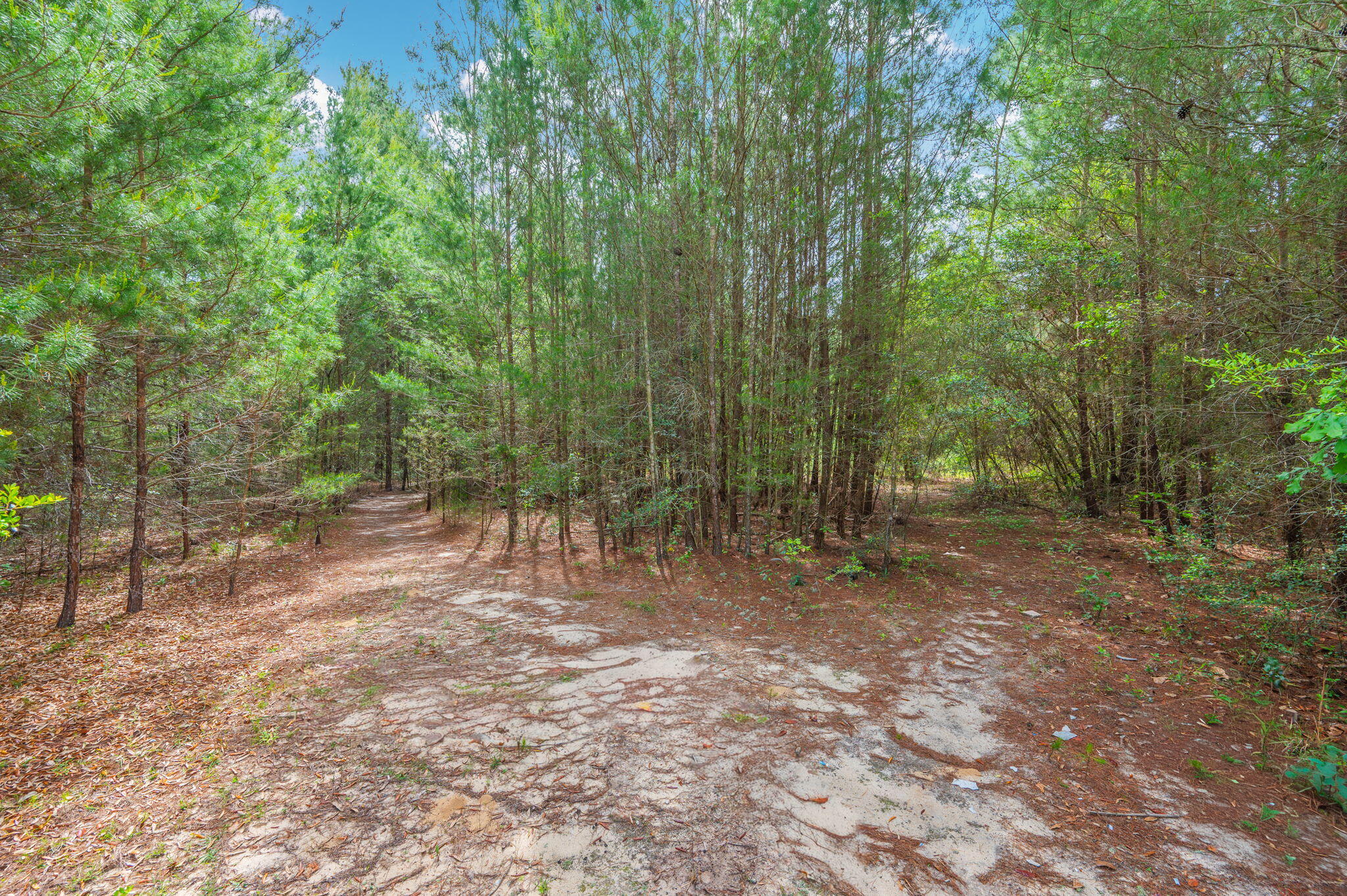 7765 Highway 331 DeFuniak Springs, FL 32435 - Photo 16 of 18 a view of outdoor space with trees