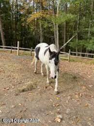 105646 Spring Court Bushkill, PA 18324 - Photo 10 of 17 20240103162005692328000000-o