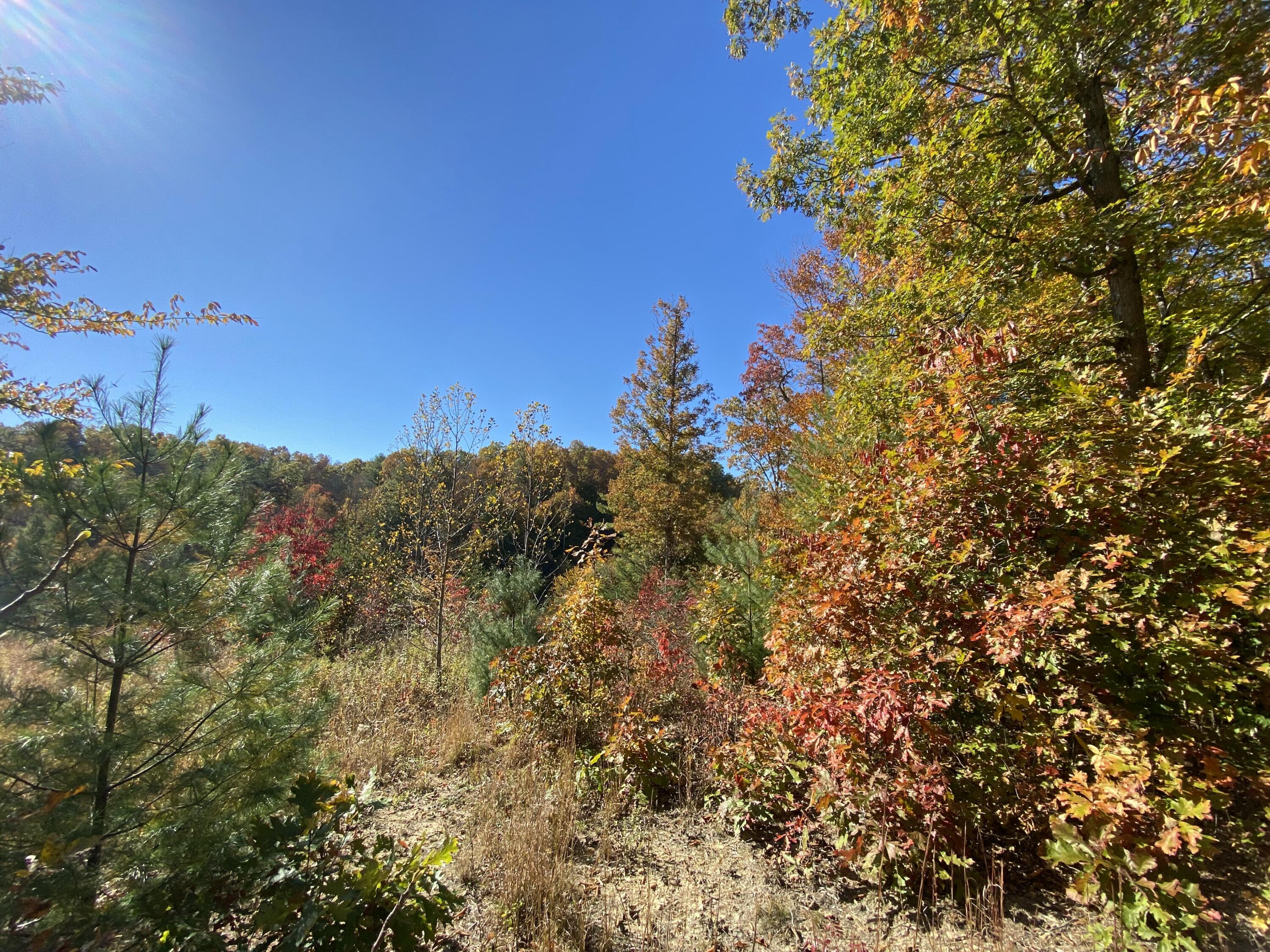 431 Harold Luke Road Campton, KY 41301 - Photo 17 of 82 017 natures colors are magnificent!!