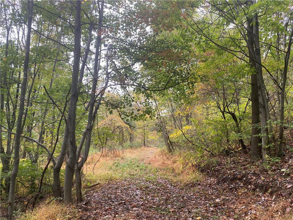 a view of yard with trees