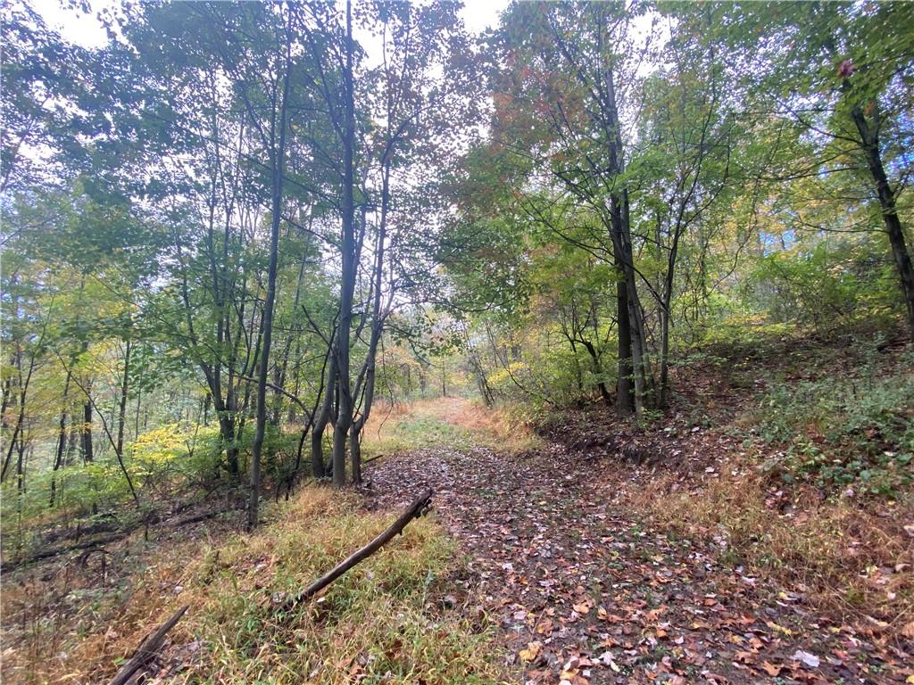 0 Lions Health Camp Road Indiana, PA 15701 - Photo 6 of 12 a view of a forest filled with trees
