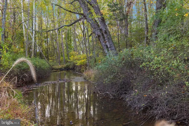 a view of a yard with plants and trees