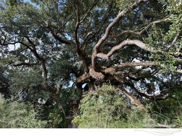 a view of a tree