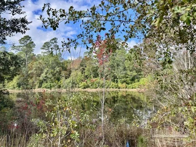 a view of a forest with a tree