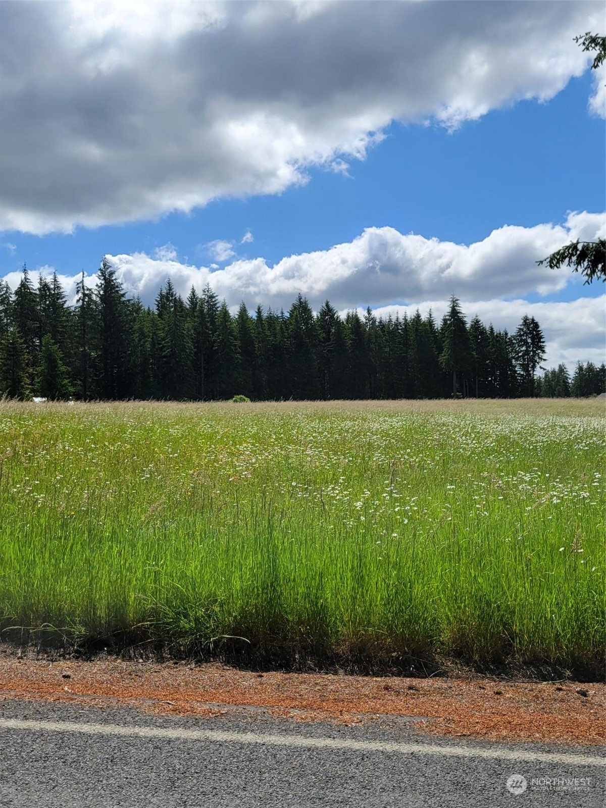0 Hawkins Road Winlock, WA 98596 - Photo 8 of 8 a view of a yard