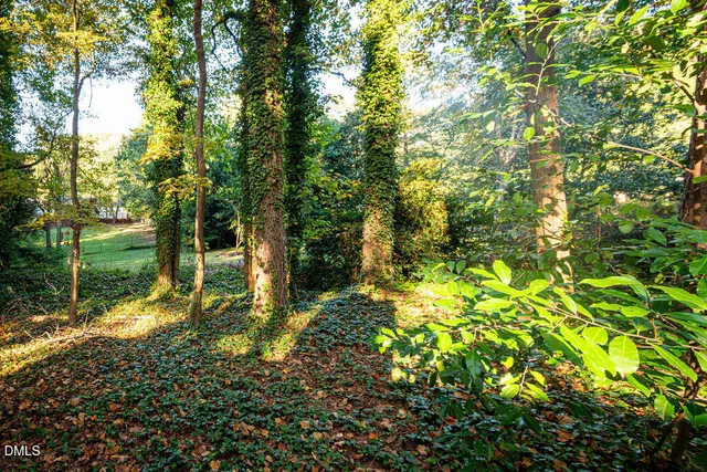 a view of a yard with plants and large trees
