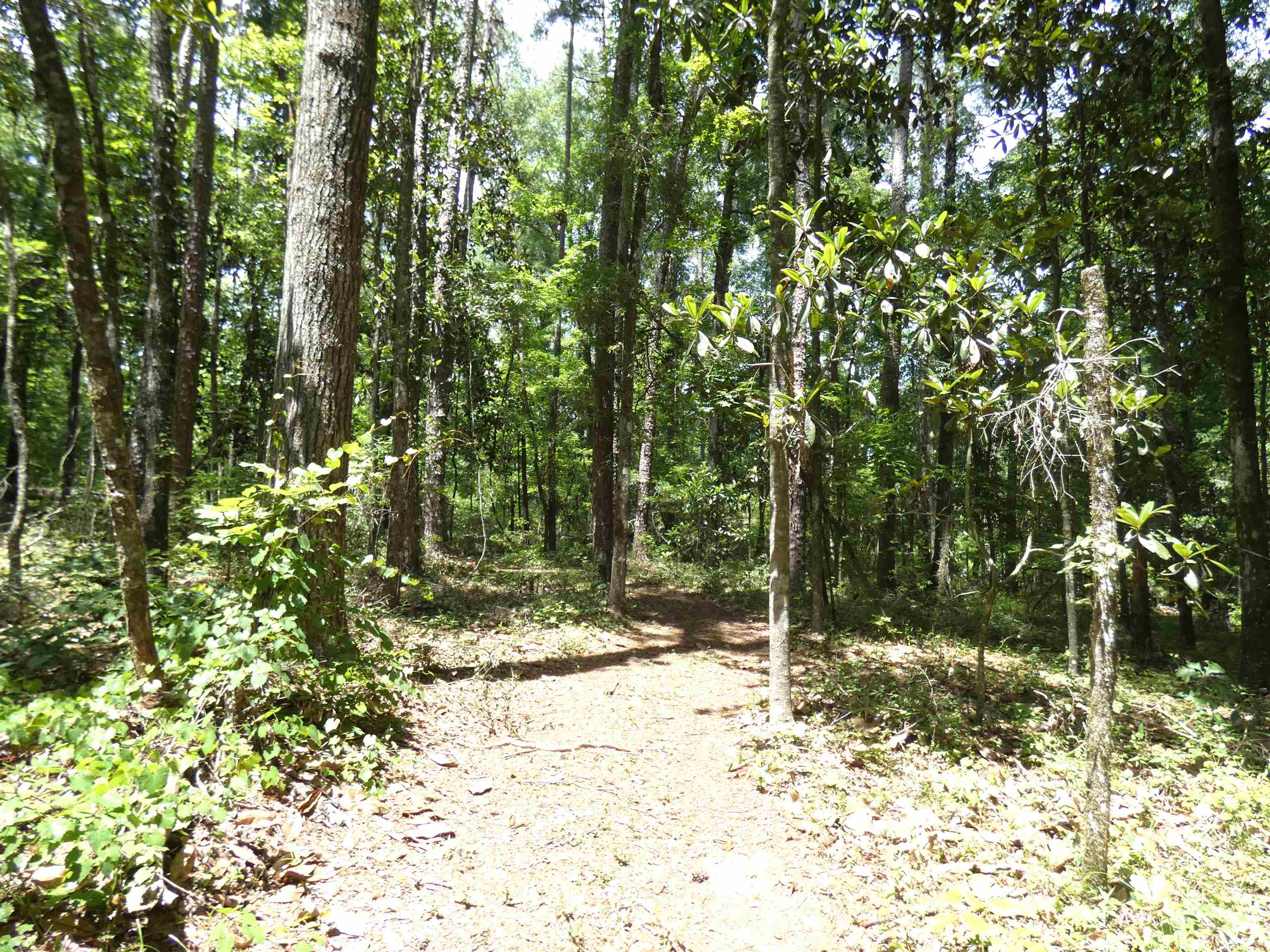 Tbd Gamble Road Monticello, FL 32344 - Photo 5 of 9
