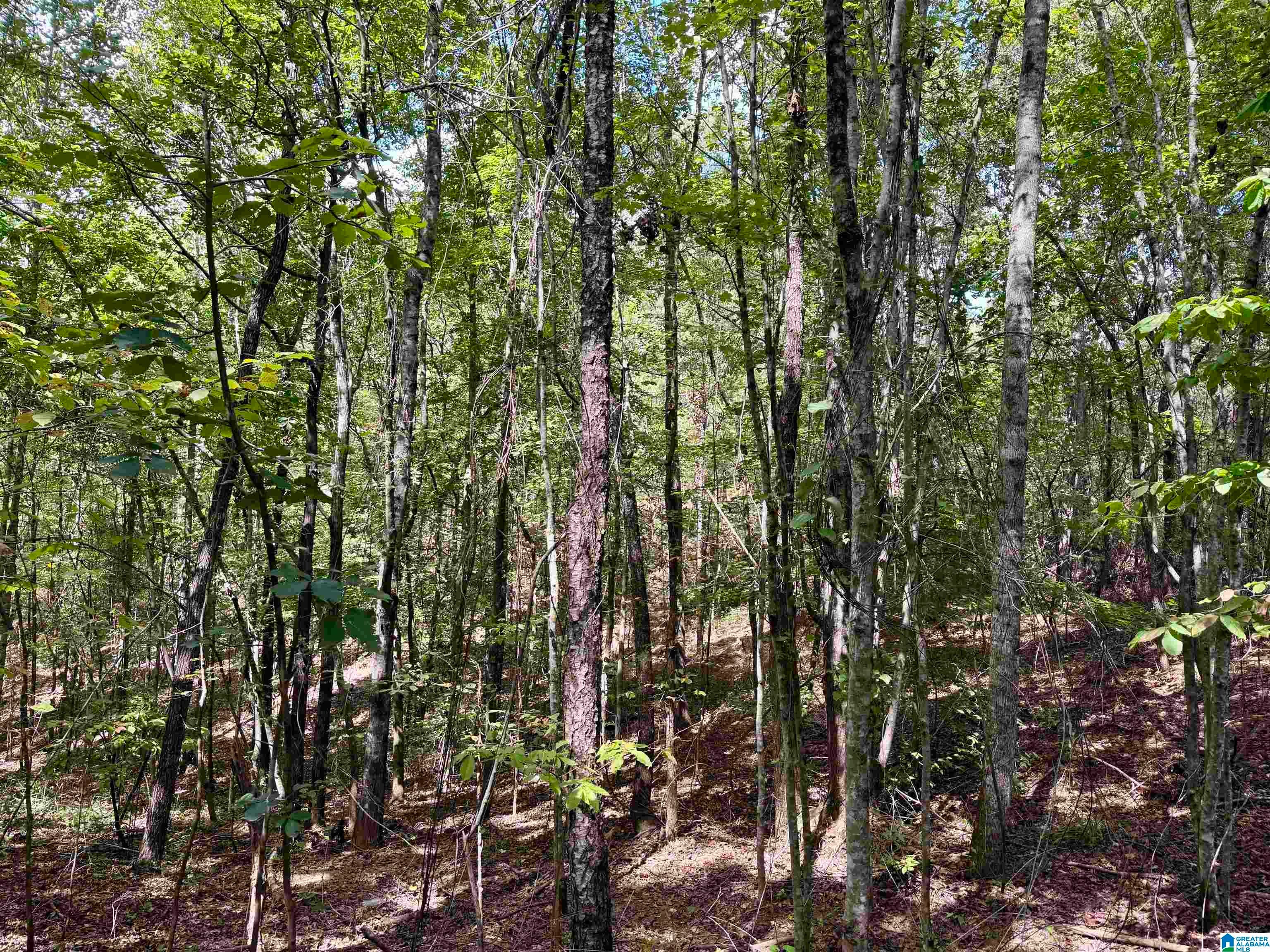 Lane Branch Road, Unit 11 74 Wedowee, AL 36278 - Photo 1 of 11 Gallery Image 1