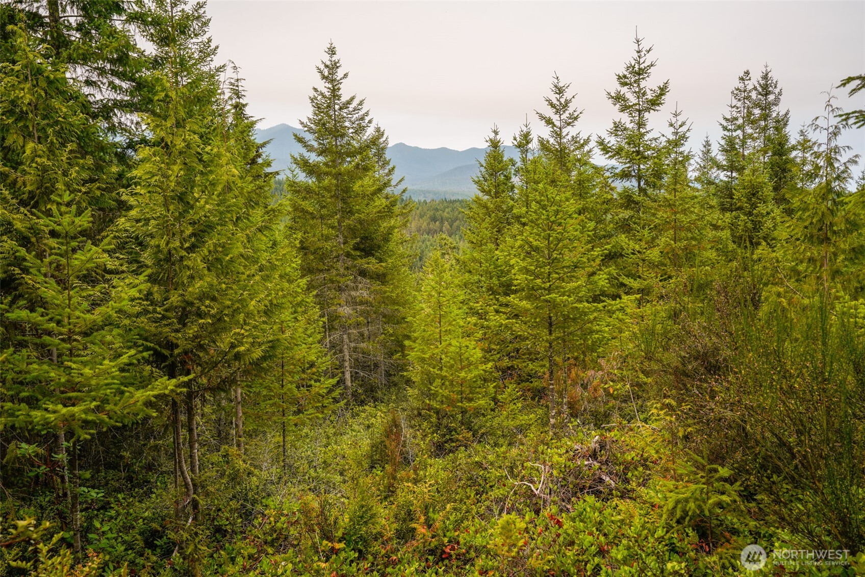 a view of a bunch of trees and bushes