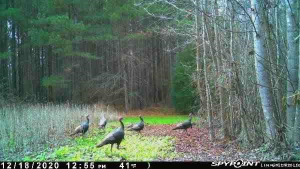 N/a Liberty Road Alberta, VA 23821 - Photo 49 of 50 Gallery Image 49