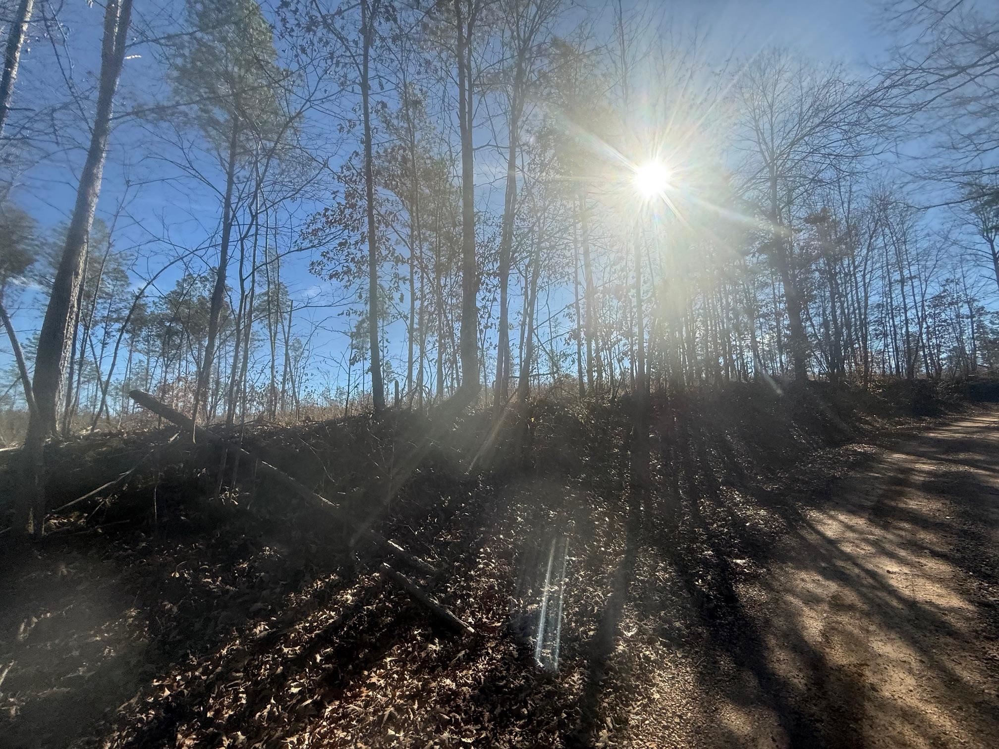 2 George Walter Road Bolivar, TN 38008 - Photo 7 of 13 a backyard of a house with lots of green space