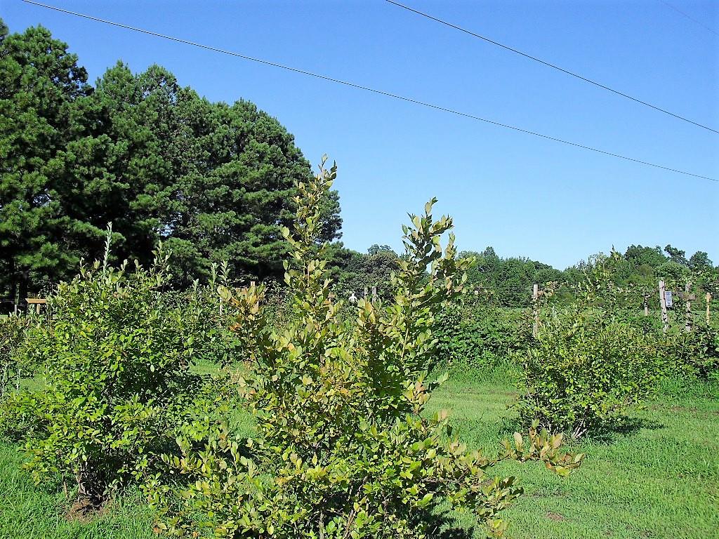 1811 Tula Pace Road Chapmansboro, TN 37035 - Photo 26 of 27 Gallery Image 26