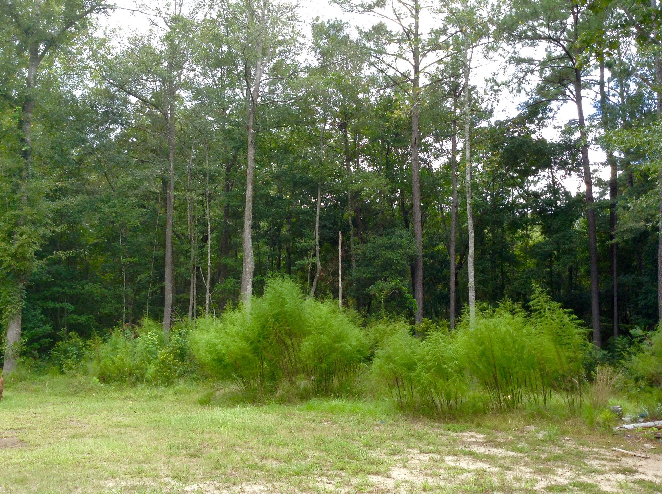 10780 Old Georgetown Road McClellanville, SC 29458 - Photo 18 of 19 1 Acre Lot