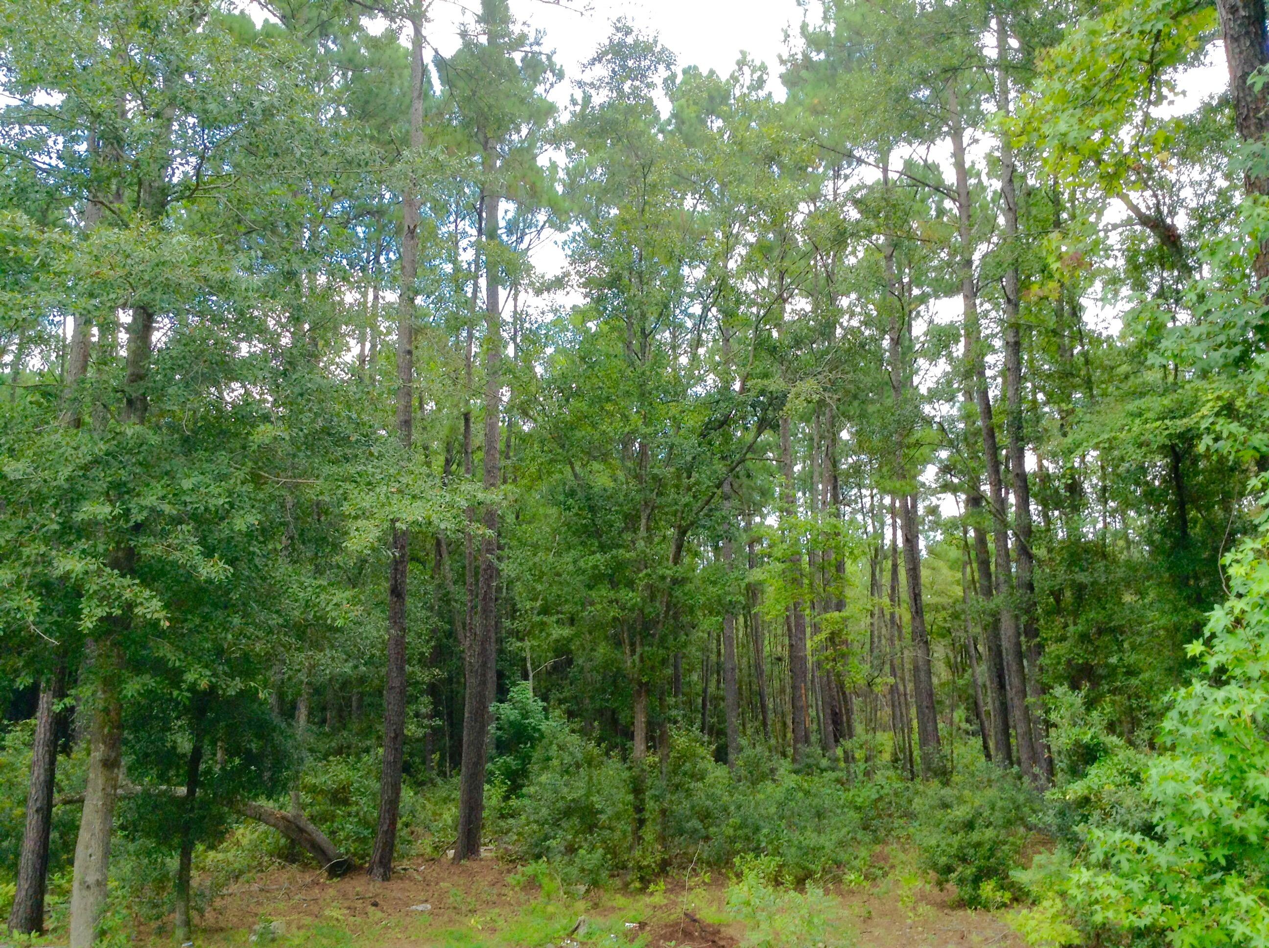 10780 Old Georgetown Road McClellanville, SC 29458 - Photo 19 of 19 1 Acre Lot