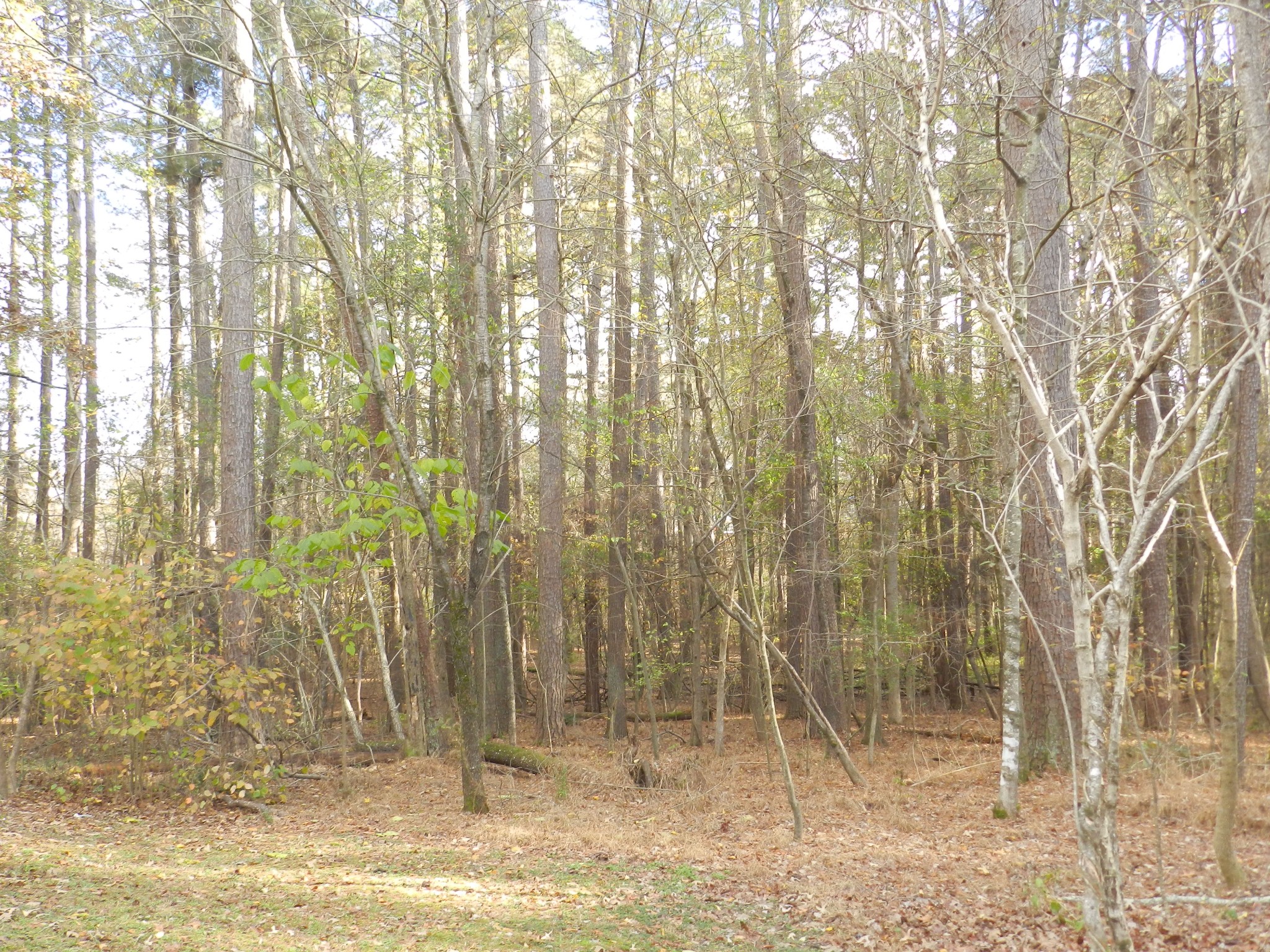 120 Burns Road Buchanan, TN 38222 - Photo 11 of 12 Gallery Image 11