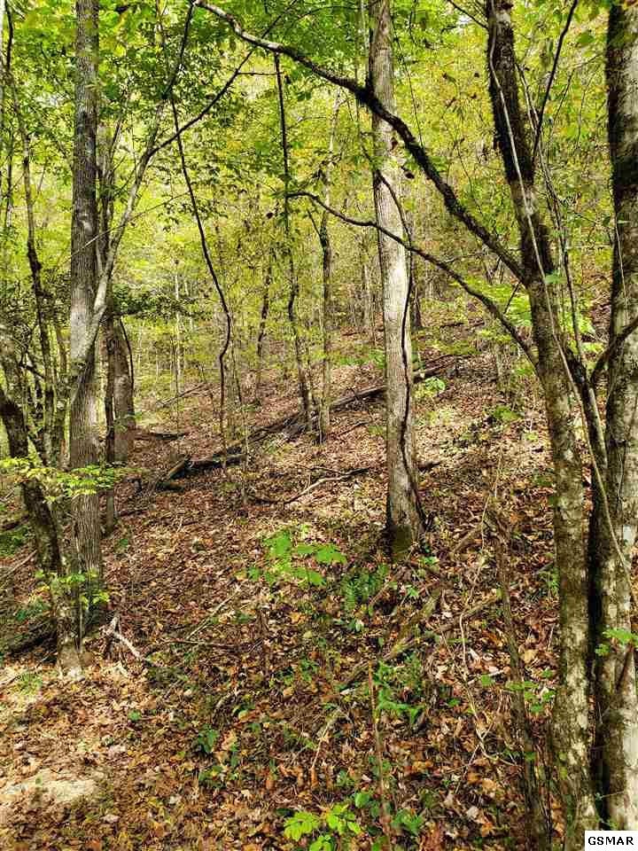 0 Shell Mountain Road Sevierville, TN 37876 - Photo 5 of 35