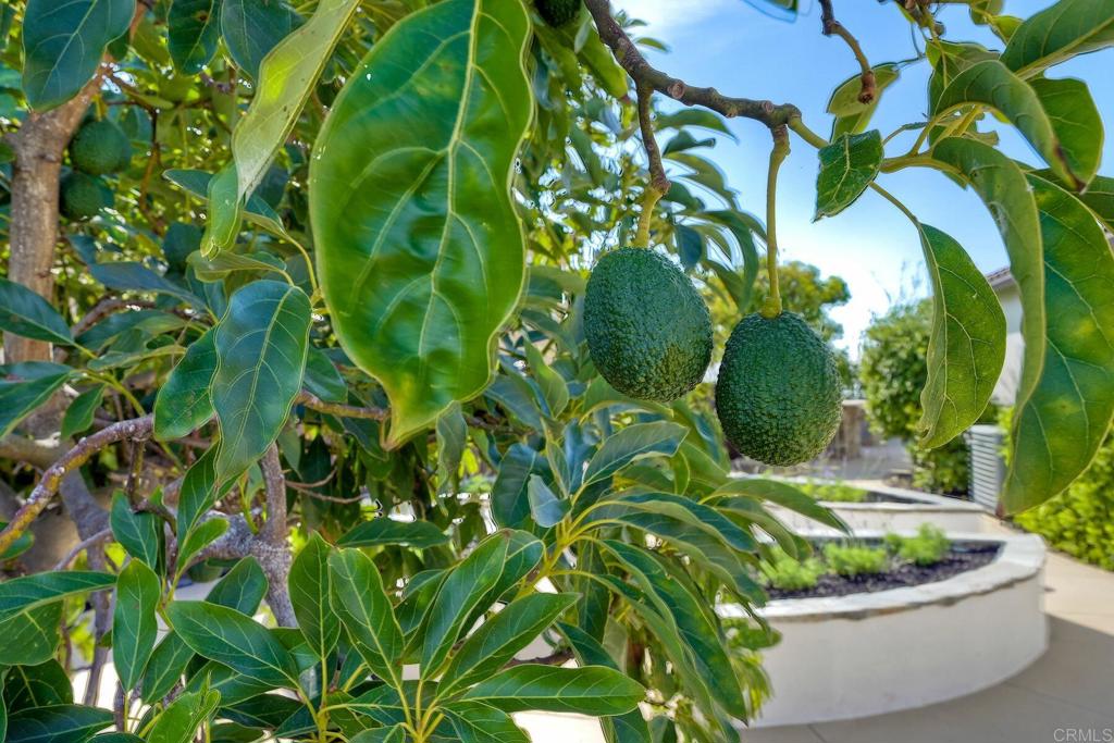 7127 Sitio Caliente Carlsbad, CA 92009 - Photo 21 of 24 a view of a plant in a garden