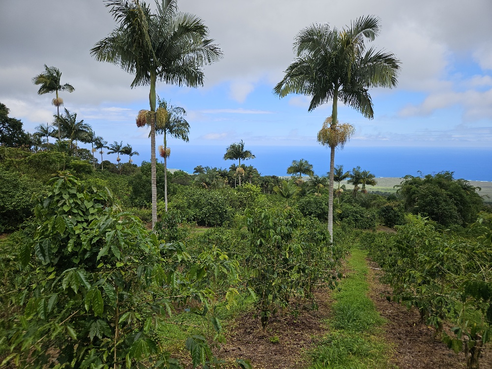 88 Lot Captain Cook, HI 96704 - Photo 2 of 6 an ocean view with palm trees