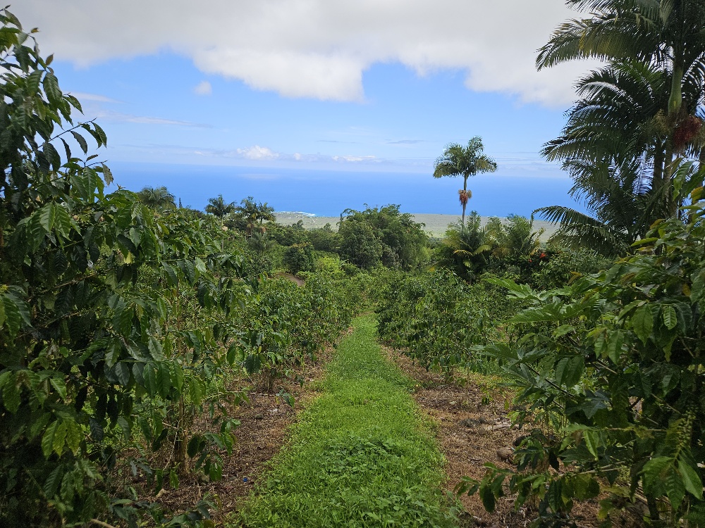 88 Lot Captain Cook, HI 96704 - Photo 5 of 6 a view of a city