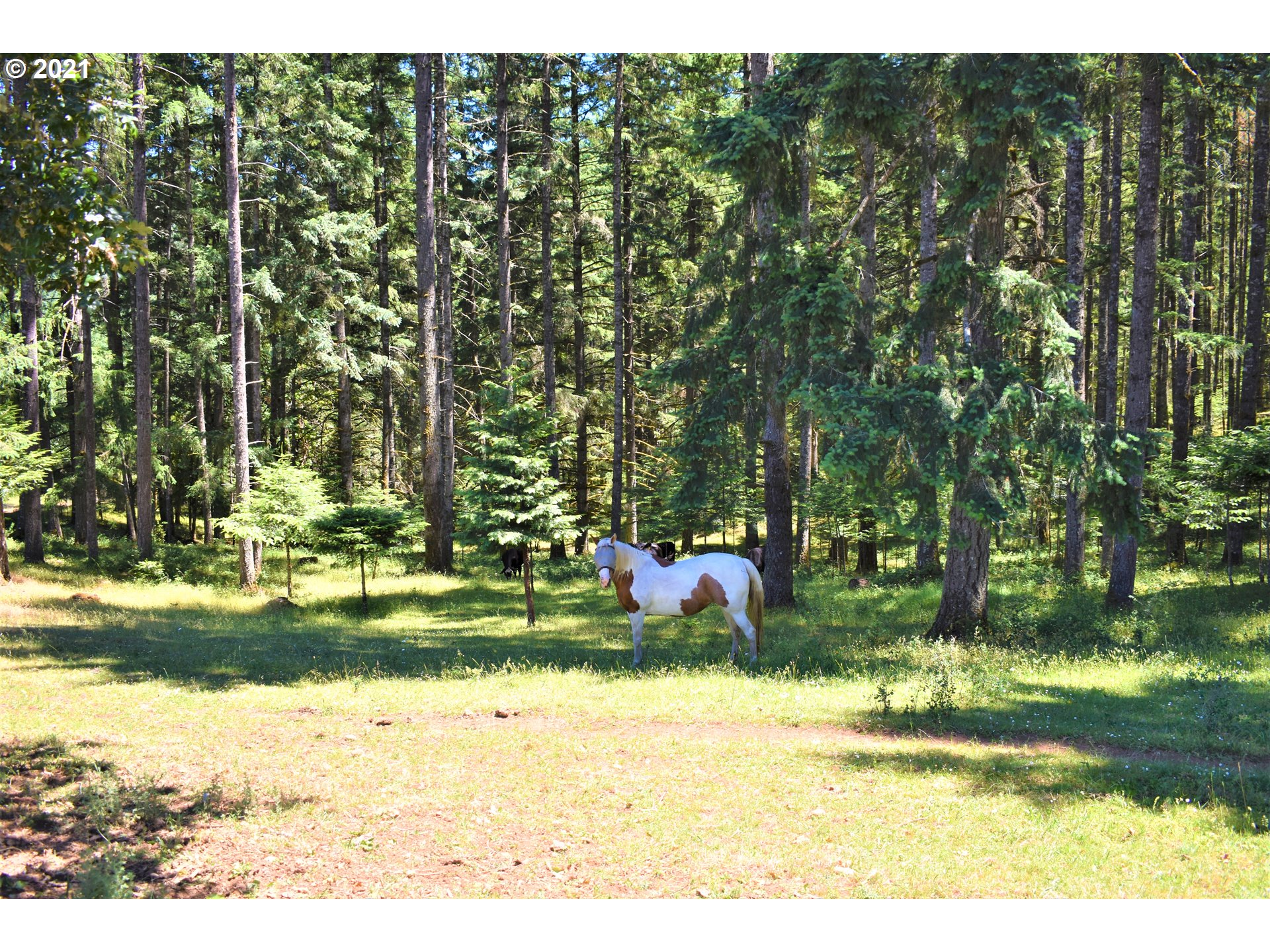 81083 Beach Road Creswell, OR 97426 - Photo 23 of 32 Gallery Image 23