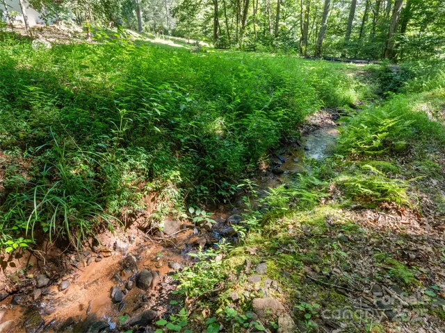 a view of a lush green forest
