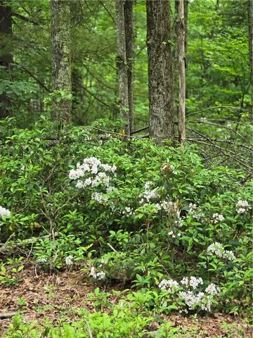 a view of a lush green space