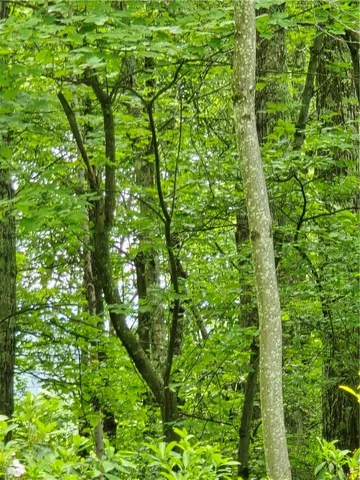 a view of a lush green forest