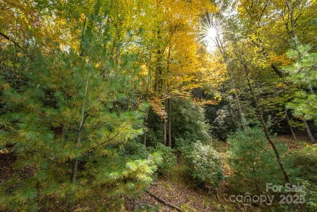 a view of a forest with a tree