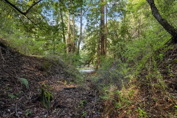 a view of a forest with lots of trees