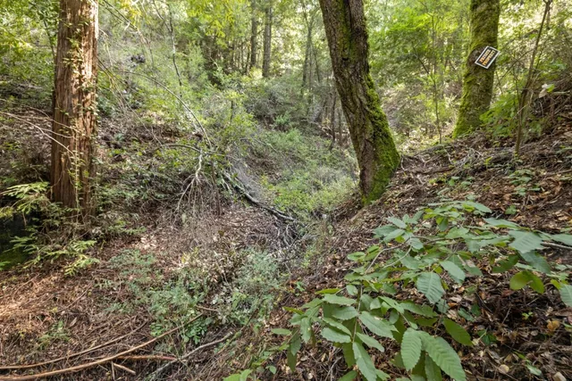 a view of a forest with lots of trees