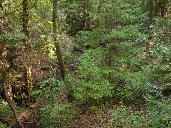 a view of a lush green forest