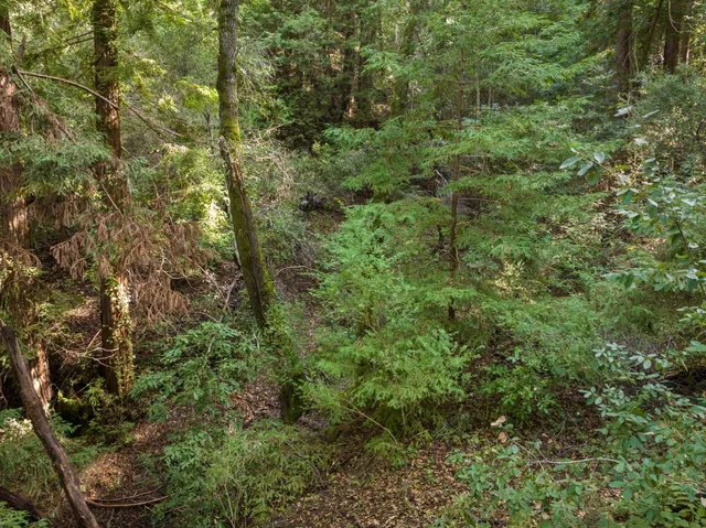 a view of a lush green forest