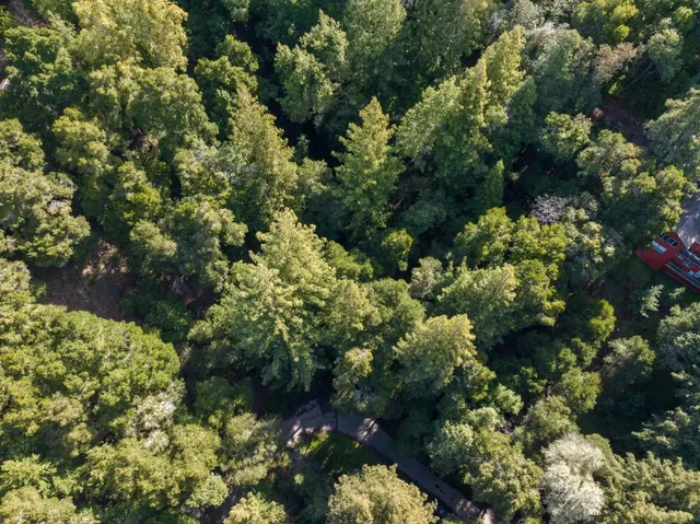 a view of a garden with plants