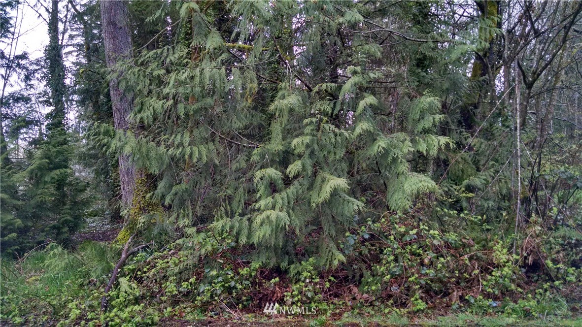 168 Sunnyhill Road West Bremerton, WA 98312 - Photo 3 of 4 Gallery Image 3