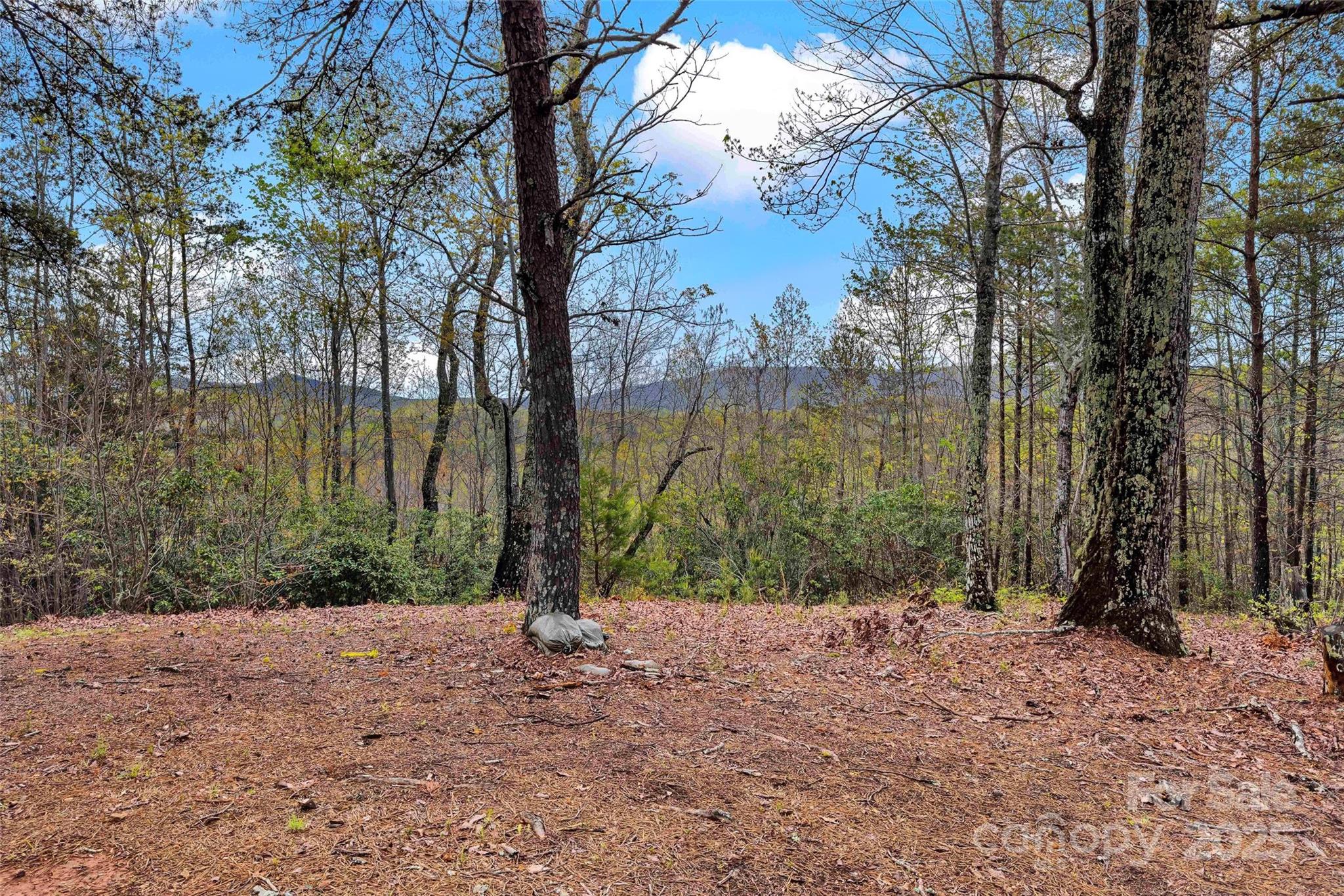 690 Hidden Acres Drive Marion, NC 28752 - Photo 3 of 12 a view of a yard with a tree