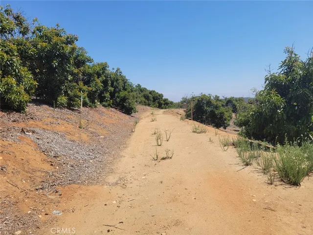 a view of a dry yard with trees