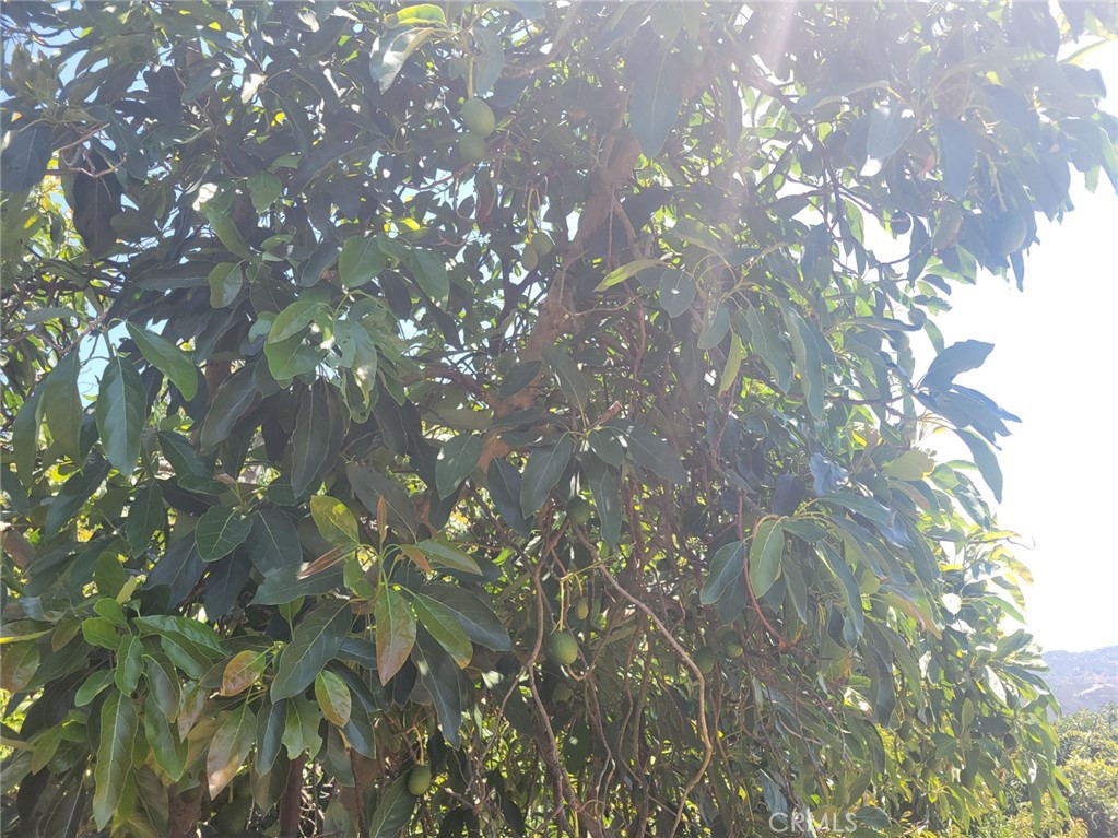 0 Los Gatos Road Temecula, CA 92590 - Photo 5 of 13 a picture of tree